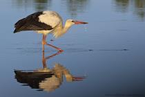 Storch
